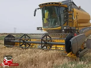 رشد ۲۶ درصدی خرید گندم از کشاورزان استان قزوین