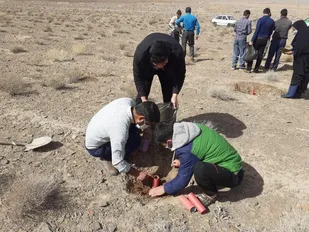 کاشت بذر درختان پسته کوهی به روش دوک کاری