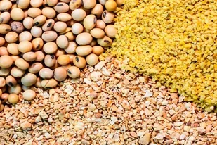 18 تن خوراک دام در نظرآباد معدوم شد