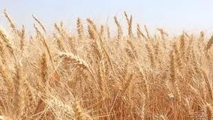 خرید حدود ۱۰۰ هزارتن گندم در آذربایجان شرقی