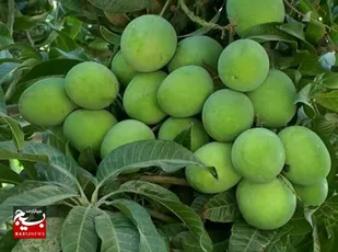 میوه&zwnj;های تابستانی راسک  میهمان سفره زمستانی