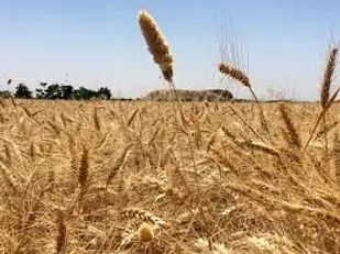 برداشت بیش از ۶۳۰ هزار تُن گندم از مزارع استان