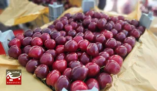 ششمین بازارچه بومی و محلی گیلاس فشند؛ حمایت مستقیم از باغداران و رونق اقتصاد روستایی + تصاویر