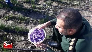 اشتغالزایی با تسهیلات کشت زعفران در سپاه کازرون