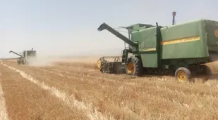 آغاز برداشت محصول زراعی گندم درخاتم