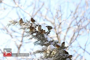 همدان سفیدپوش شد
