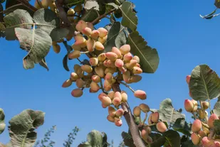 افزایش ۲۴ درصدی برداشت پسته در آذربایجان شرقی