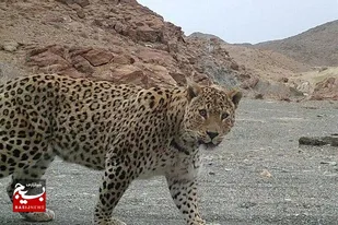 تنوع زیستی و حیات&zwnj;وحش شمال شرق کشور در قاب دوربین مستندساز مشهدی/پیش&zwnj;تولید و تدوین این مستند ۳ سال به طول انجامید