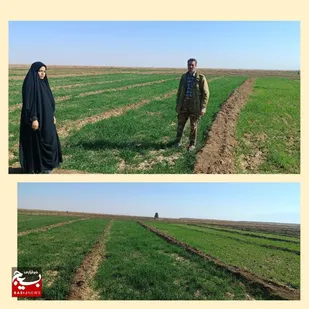 اعزام ۴ گروه تخصصی جهادی بسیج مهندسین کشاورزی به مزارع شاهرود