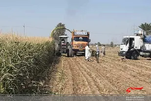 کشاورزان بمپور کار برداشت مکانیزه ذرت را آغاز کردند