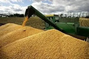 امسال نیازی به واردات گندم نخواهیم داشت
