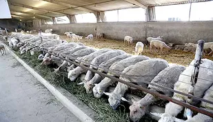 افتتاح پروژه 500 راسي پرورش دام سبک ژن دار در نيشابور