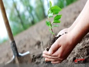 ۳۴ هزار اصله نهال در استان اردبیل غرس می&zwnj;شود