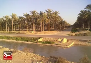 نخلستان&zwnj;های شهرستان دشتستان سیراب می&zwnj;شوند