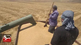 عبور خرید تضمینی گندم در مرکزی از مرز 229 هزار تُن