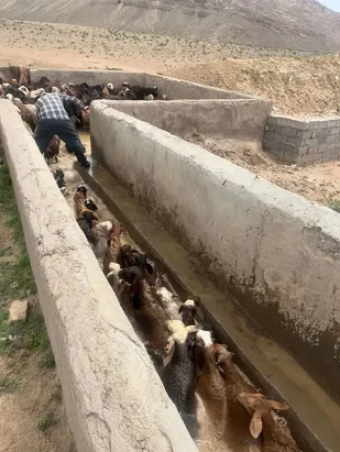 حمام کنه برای ۱۰۰۰ راس گوسفند عشایر مهدیشهری