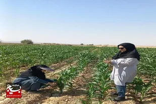 پایش مزارع شهرستان سرخه