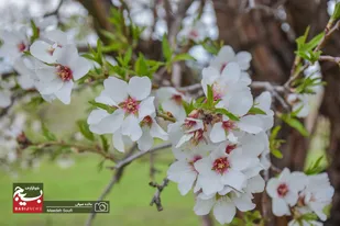جلوه شکوفه&zwnj;های بهاری در باغات مرکزی