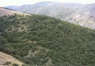 حال ناخوش جنگل&zwnj;های بلوط در شهرستان دورود