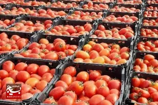کاهش تعرفه صادراتی سبب افزایش صادرات گوجه فرنگی به آن سوی مرز شد