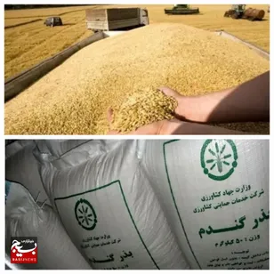 توزیع ۱۳۲۰ بذر گندم در بین کشاورزان جوینی 