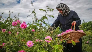 برداشت بیش از ۵۰ تن گل&zwnj;محمدی در جلفا