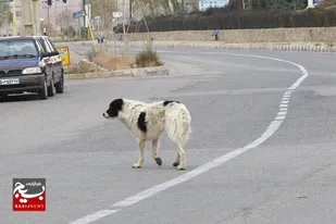 امسال ۷۰۰۰ مورد &laquo;حیوان گزیدگی&raquo; در خوزستان رخ داد