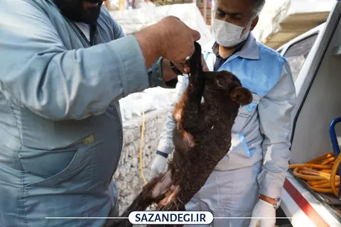 اردوی جهادی دامپزشکی؛ نسیم سلامت در تولید و امنیت غذایی در روستای ولامده هزارجریب نکا