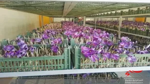 کشت زعفران گلخانه ای برای اولین بار در استان سنندج