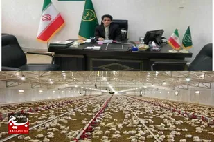 ظرفیت تولید گوشت مرغ در زاهدان به بیش از ۱۱ هزار تن ارتقا می یابد