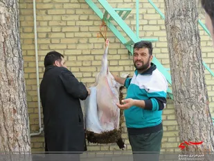 ذبح گوسفند قربانی در ناحیه دهاقان
