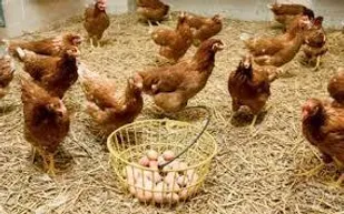 ضرورت رسیدگی به واحدهای مرغداری آبدانان