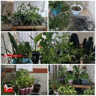 باغچه&zwnj;های امید در خرمشهر؛ بانوان کارآفرین، طراوت گل و گیاه را به نمایش گذاشتند