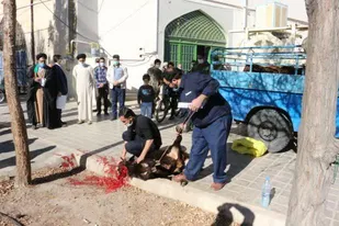 ذبح ۴ راس گوسفند در محل مصلی قدس تفت و توزیع  گوشت آن بین نیازمندان