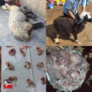 ذبح دو رأس گوسفند و توزیع آن بین نیازمندان در هفتکل