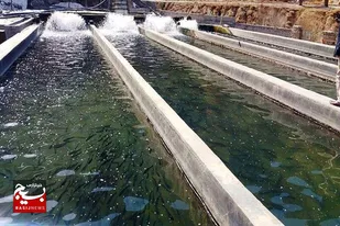 رتبه سوم شوشتر در حوزه آبزی&zwnj;پروری در خوزستان
