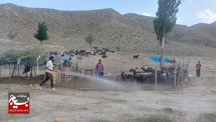 ارائه خدمات جهادی به عشایر گرمسار /واکسیناسیون بیش از سه هزار رأس دام