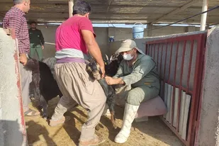 اجرای رزمایش تخصصی جهاد دامپزشکی در شهرستان خنج