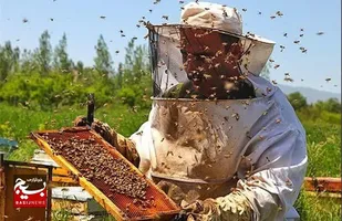 تولید بیش از ۶۸۴ هزار کیلوگرم عسل طبیعی در استان قزوین