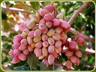 برآورد برداشت ۲ هزار و ۱۸۹ تُن محصول پسته از باغ&zwnj;های شاهرود