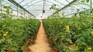 افتتاح اولین گلخانه هیدروپونیک جنوب&zwnj;غرب خوزستان در خرمشهر