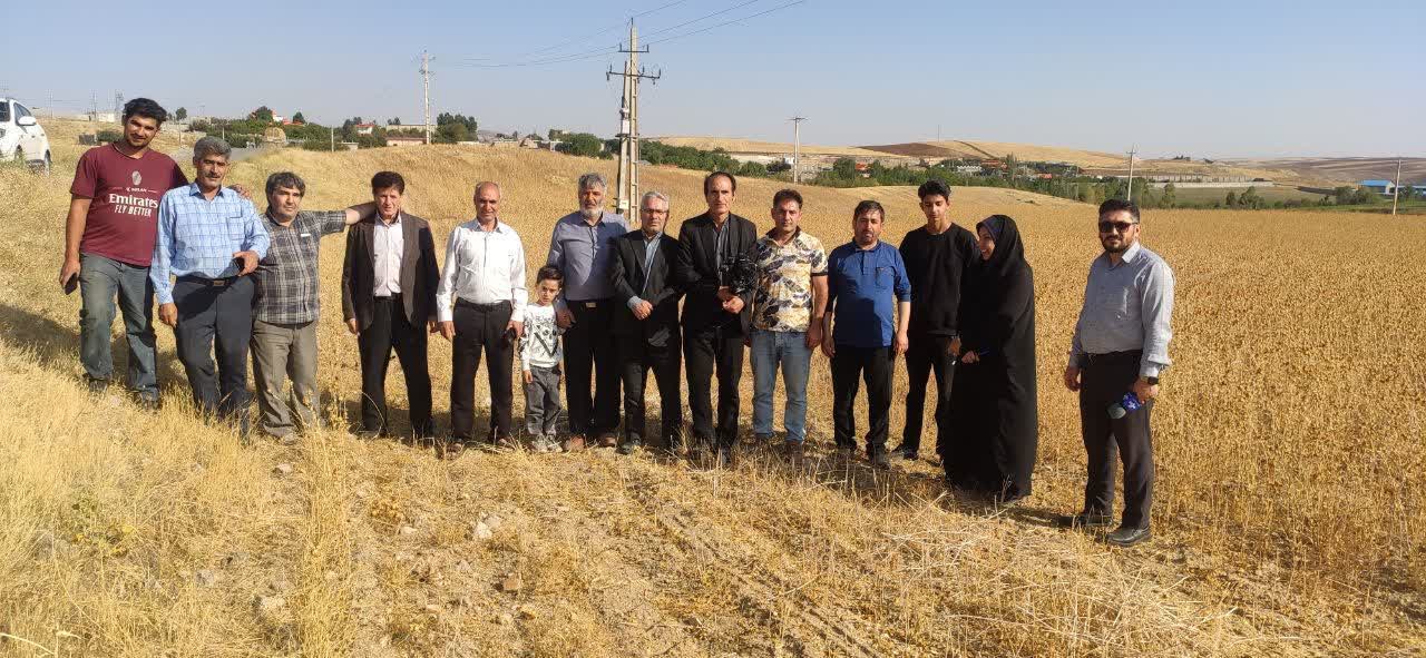 برداشت گلرنگ از بیش از ۲۱۰ هکتار اراضی کشاورزی بستان‌آباد