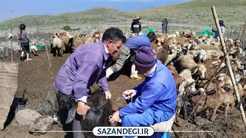 جهادگری از ترویج کشاورزی تا واکسینه دام