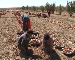 روستای مزج قطب تولید پیاز شاهرود