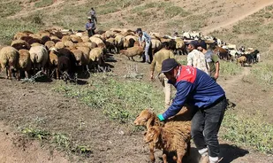واکسیناسیون 4 هزار راس دام سبک در سردشت با همت گروه های جهادی