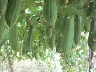 کاشت و پرورش موفق آمیز گیاه لوفا توسط گروه جهادی فداییان عدالت