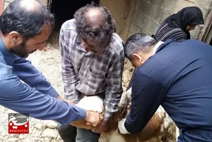 ویزیت رایگان ۱۹۰۰ رأس دام و مشاوره کشاورزی توسط بسیج کشاورزی و عشایری سپاه قدس گیلان&nbsp;