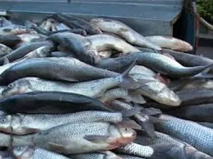 کشف یک میلیاردی ماهی قاچاق در حاجی آباد