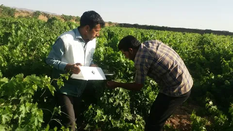 طرح بسیج همگام با کشاورز رکورد زد/برداشت 120 تنی انگور و 6 تنی پسته