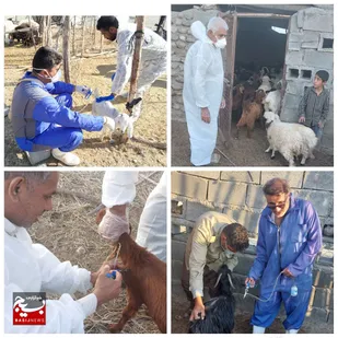 هشتمین رزمایش بزرگ جهادی دامپزشکی در بخش رودخانه برگزارشد
